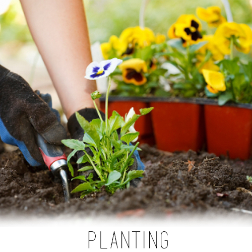 Landscaping Service Company Garden, Maintenance, Landscaping Services in Sri Lanka